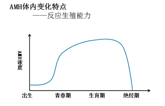 AMH值是什么？它与女性生育力有何关系？ 提高AMH值的两个主要方向是什么？