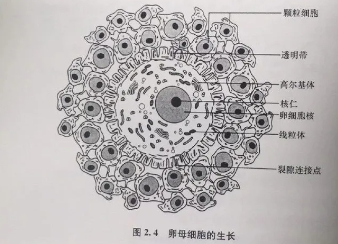 AMH值是什么？它与女性生育力有何关系？ 提高AMH值的两个主要方向是什么？