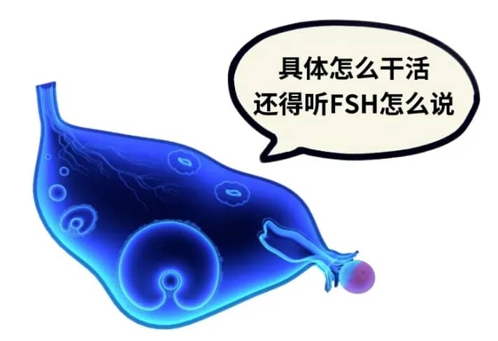 FSH水平升高对卵巢有什么影响？试管婴儿技术如何帮助高FSH水平的女性提高怀孕几率？