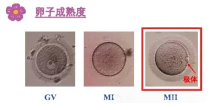 试管婴儿如何看懂胚胎报告？为什么试管婴儿解冻后的胚胎还会掉等级？