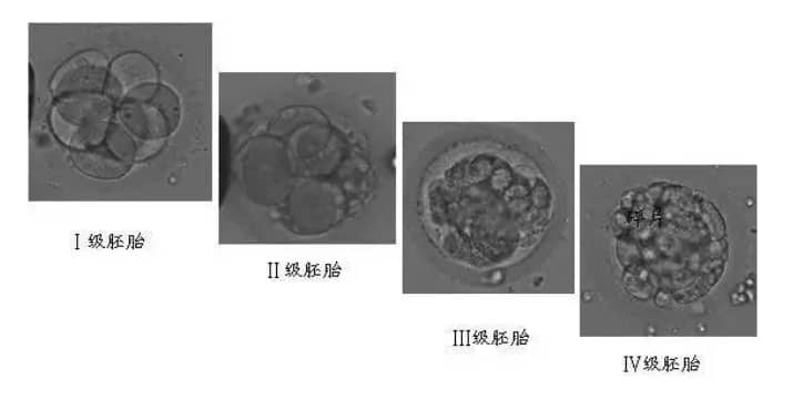 试管婴儿如何看懂胚胎报告？为什么试管婴儿解冻后的胚胎还会掉等级？