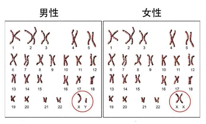 染色体异常的胚胎会着床吗？试管婴儿技术如何帮助有染色体异常风险的夫妻？