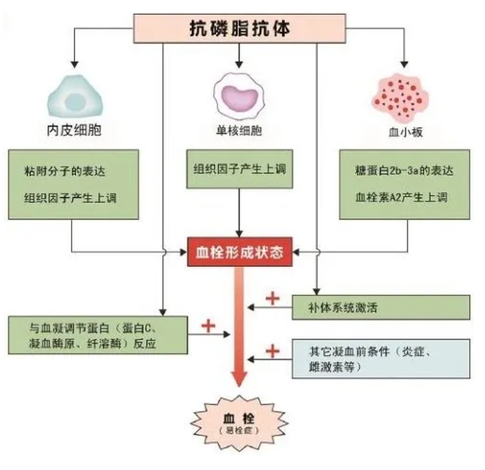 抗磷脂综合征是什么？复发性流产有哪些主要原因？抗磷脂综合征患者在备孕和怀孕期间需要注意什么？