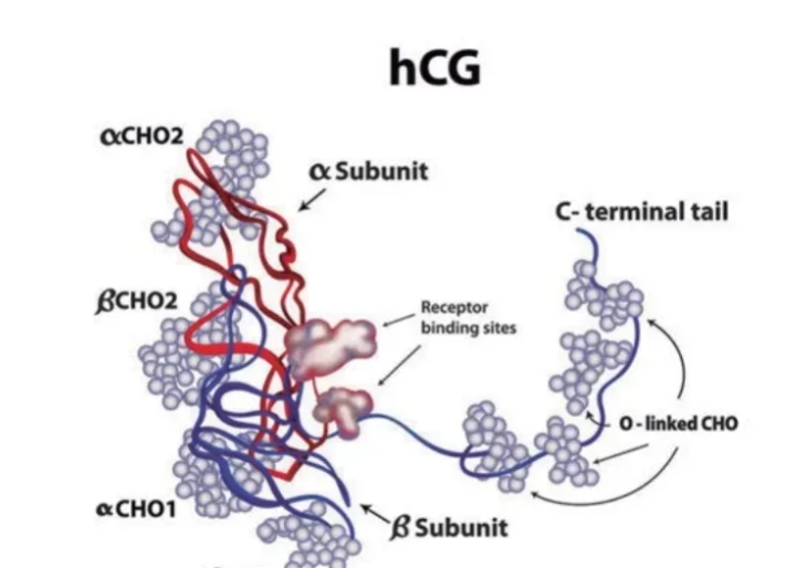 HCG从哪里来？如何通过HCG监测怀孕进程？HCG数值变化对孕妇有何影响？