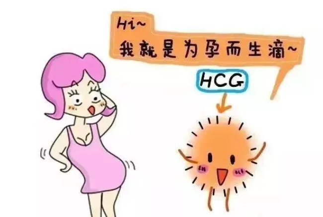 HCG从哪里来？HCG数值变化对孕妇有何影响？