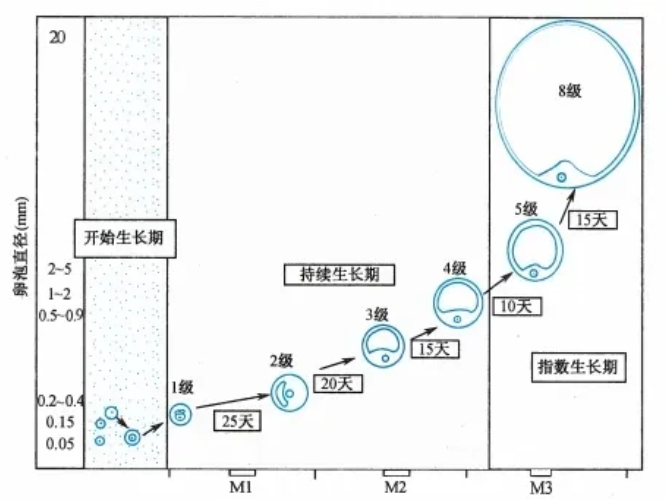 试管婴儿过程中如何提高卵泡质量？试管婴儿反复促排是否会对卵子造成影响？