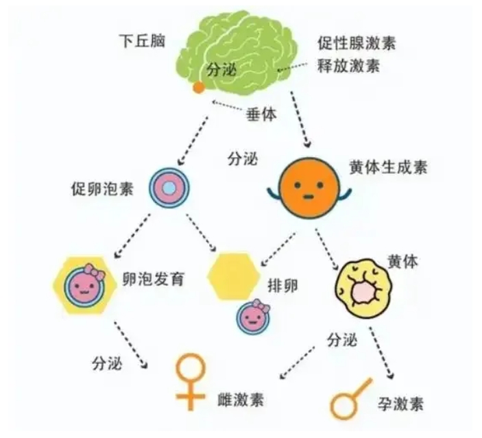 试管婴儿过程中如何提高卵泡质量？试管婴儿反复促排是否会对卵子造成影响？