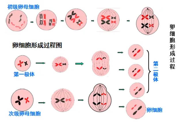 试管婴儿技术能否避免胚胎染色体异常？三代试管婴儿能完全解决胚染异常的问题吗？