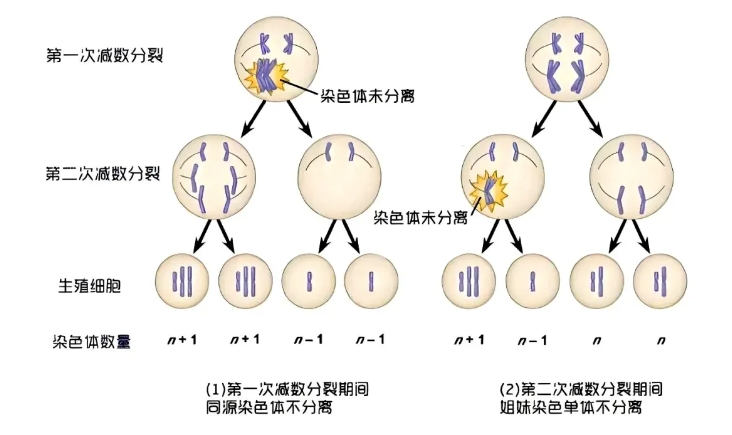 试管婴儿技术能否避免胚胎染色体异常？三代试管婴儿能完全解决胚染异常的问题吗？