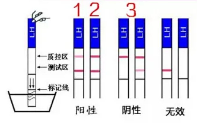 卵子质量怎么看？如何通过自测来知道卵子的质量？年龄对卵子质量的影响有多大？