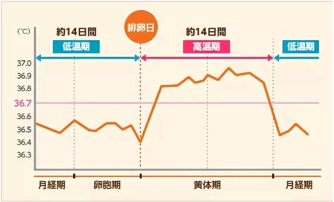 卵子质量怎么看？如何通过自测来知道卵子的质量？年龄对卵子质量的影响有多大？