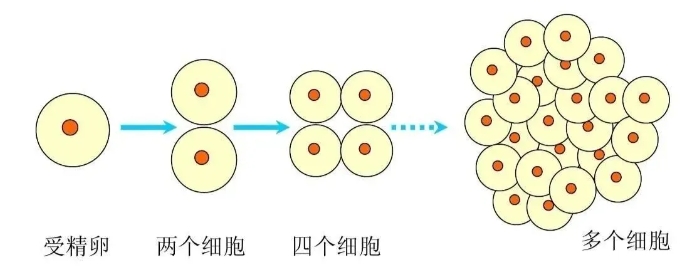 做试管婴儿取卵数量多为什么只配成几个胚胎？试管婴儿如何提高胚胎质量？