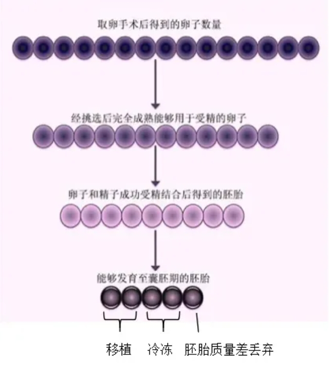 做试管婴儿取卵数量多为什么只配成几个胚胎？试管婴儿如何提高胚胎质量？