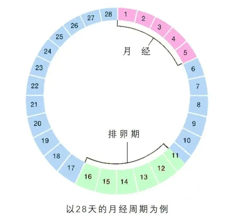 月经提前一定是卵巢早衰的信号吗？月经提前背后的真正原因是什么？