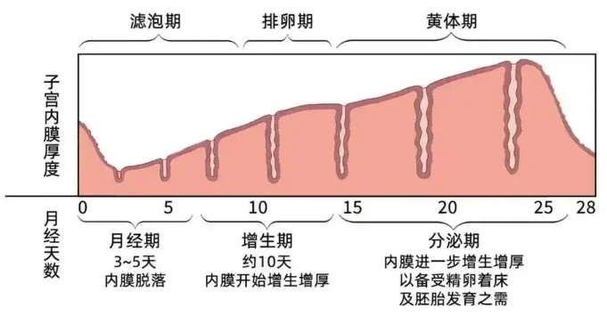 子宫内膜厚度为何对怀孕如此关键？哪些因素会影响到子宫内膜的厚度？