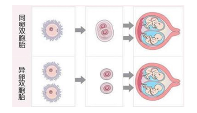 普通人想要双胞胎只有试管婴儿这一条路？