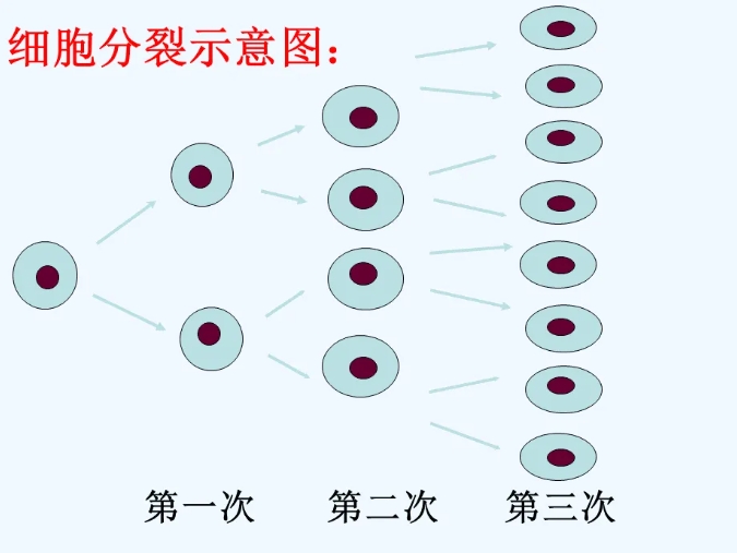 什么样的胚胎更具有好的发育潜能？