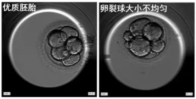 什么样的胚胎更具有好的发育潜能？
