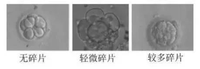 什么样的胚胎更具有好的发育潜能？