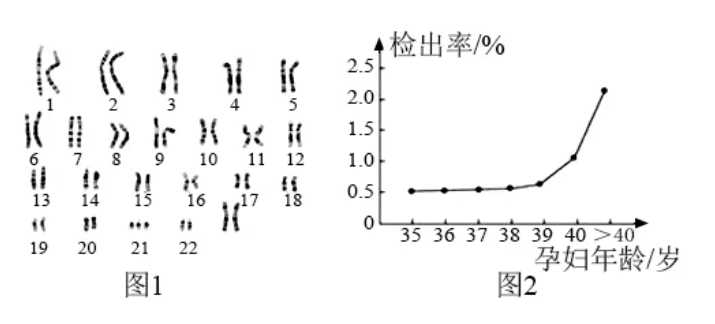 什么样的胚胎更具有好的发育潜能？