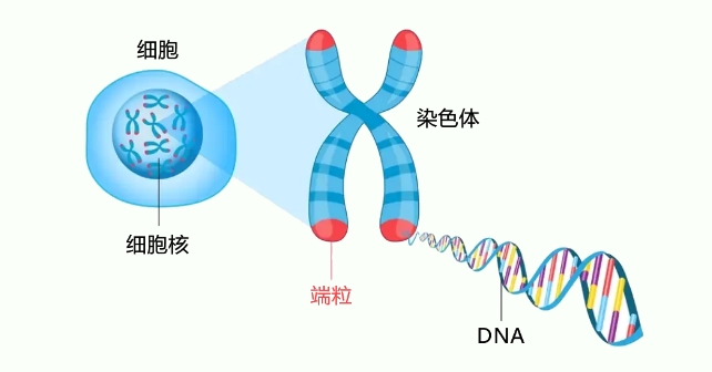 什么是染色体平衡易位？染色体平衡易位有什么影响？染色体平衡易位需要做试管婴儿吗？