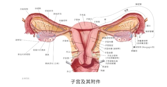 什么样的子宫内膜更容易怀孕？试管婴儿移植前如何调整子宫内膜状态？