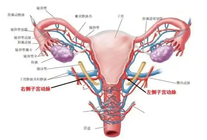 什么样的子宫内膜更容易怀孕？试管婴儿移植前如何调整子宫内膜状态？