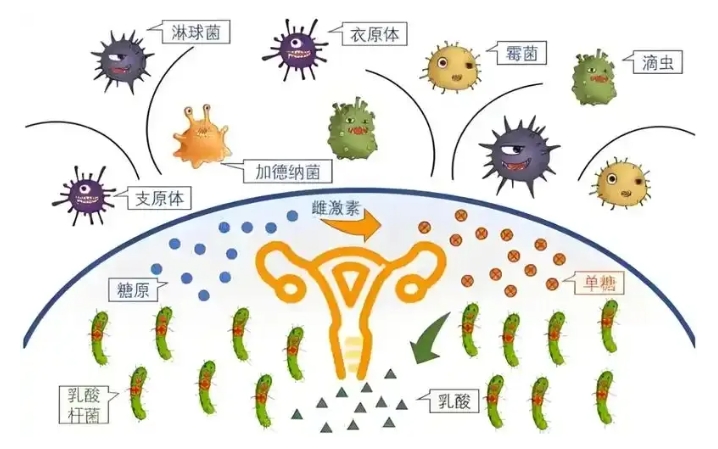 什么样的子宫内膜更容易怀孕？试管婴儿移植前如何调整子宫内膜状态？