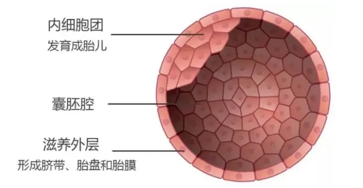 什么是三代试管嵌合体胚胎？试管婴儿嵌合体胚胎是怎么形成的？嵌合体胚胎可以移植吗？