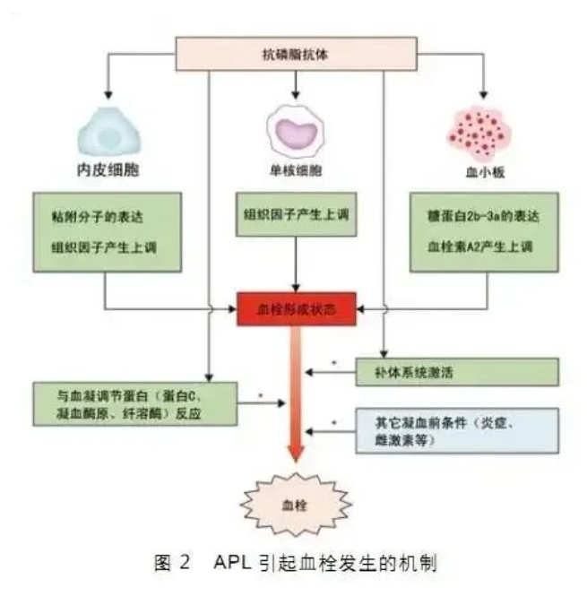 胎停育真的是优胜劣汰的结果吗？导致胎停育的原因有哪些？该如何应对胎停育？