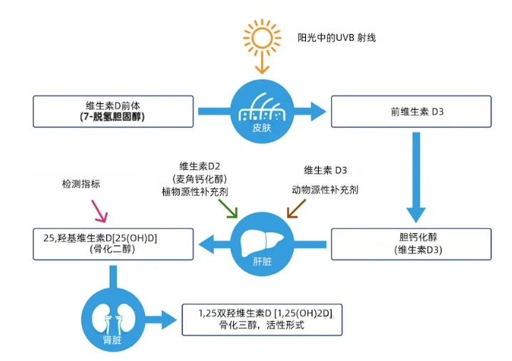 孕期应该如何正确补充维生素D？服用维生素D时有哪些注意事项？