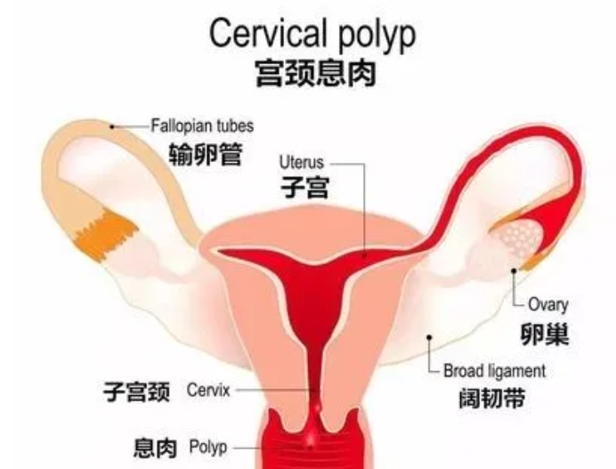 试管婴儿移植后如何正确休养以提高试管成功率？试管婴儿移植后有哪些注意事项？