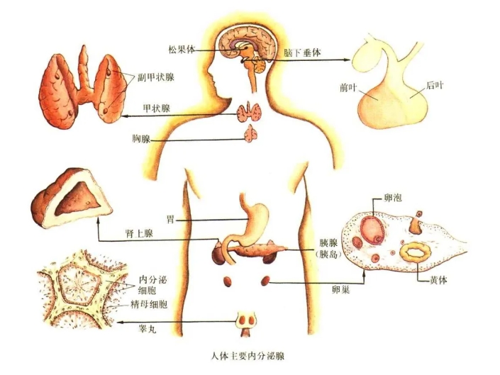 弱精少精症的主要原因是什么？弱精少精症怎么才能有效的的预防和治疗？