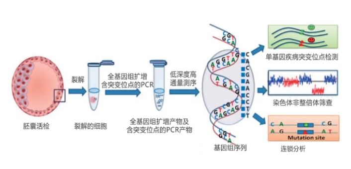 遗传病携带者筛查和孕前检查有什么区别？三代试管婴儿助孕对遗传病携带者有何帮助？