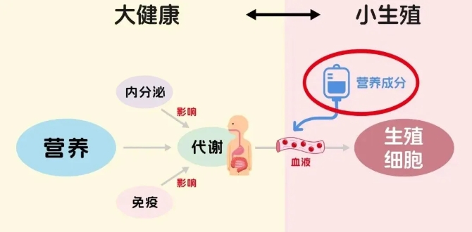 Fertilo技术是什么？Fertilo试管新技术真的能解决大龄卵少的难题？试管婴儿技术能否提高后代的生育力和健康？