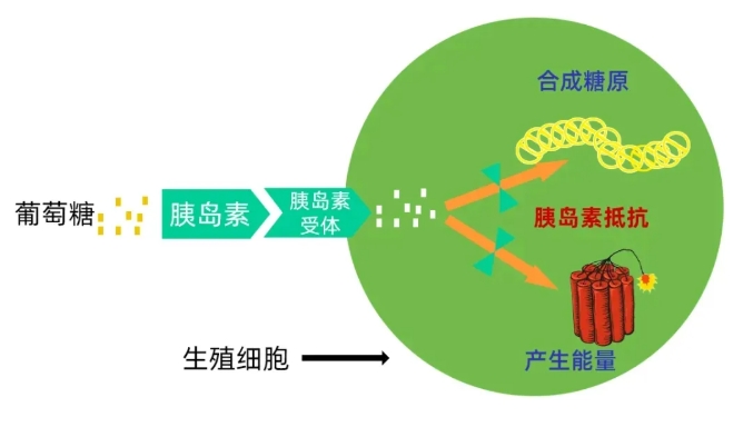 什么是胰岛素抵抗？胰岛素抵抗比高龄更严重？胰岛素抵抗对备孕的影响有哪些？