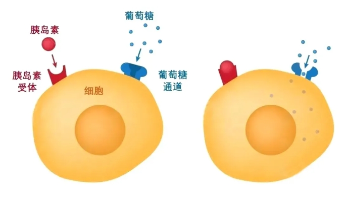 什么是胰岛素抵抗？胰岛素抵抗比高龄更严重？胰岛素抵抗对备孕的影响有哪些？