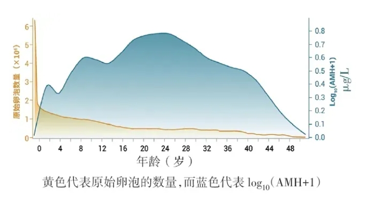 AMH的影响因素有哪些？AMH的临床作用是什么？AMH降低距离绝经还有多远？