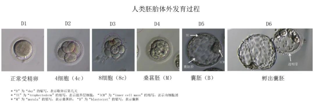 试管婴儿优质胚胎的标准是什么？试管婴儿取卵后第3天胚胎去向如何抉择？