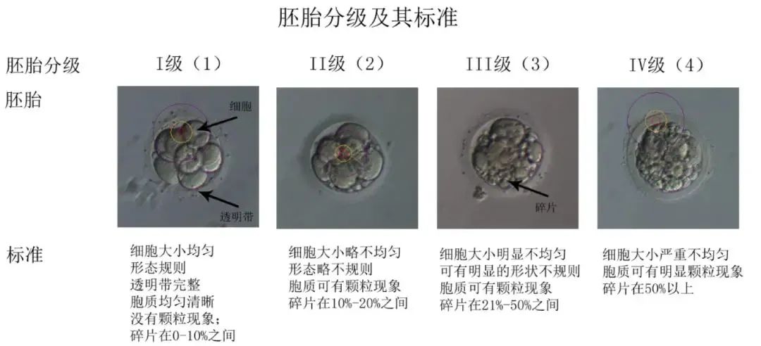 试管婴儿优质胚胎的标准是什么？试管婴儿取卵后第3天胚胎去向如何抉择？