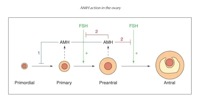 AMH值低≠不孕！试管婴儿前的AMH检查可以有效评估高龄女性生育潜力
