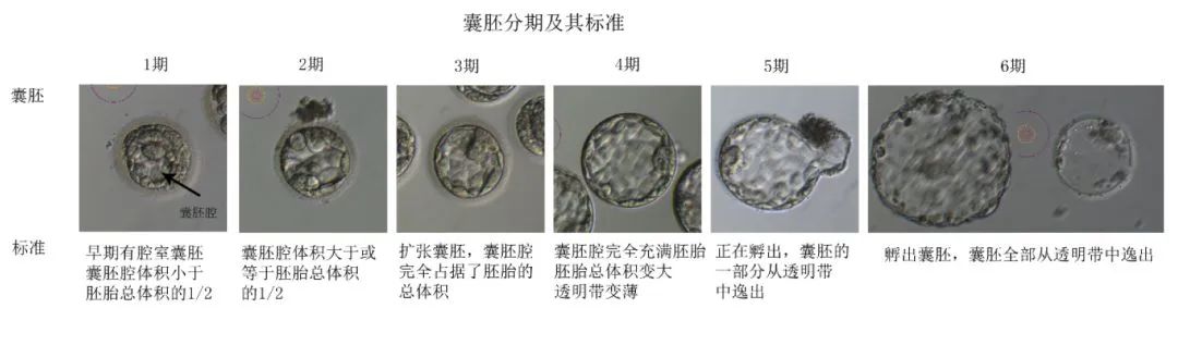 试管婴儿优质胚胎为何解冻后会掉级？胚胎冷冻过程真的会损伤胚胎质量吗？